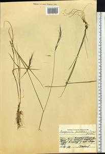 Elymus jacutensis (Drobow) Tzvelev, Siberia, Central Siberia (S3) (Russia)