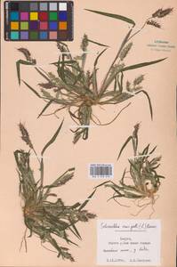 Echinochloa crus-galli (L.) P.Beauv., Eastern Europe, Central region (E4) (Russia)
