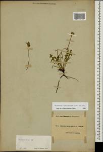 Taraxacum tenuisectum Sommier & Levier, Caucasus, Black Sea Shore (from Novorossiysk to Adler) (K3) (Russia)