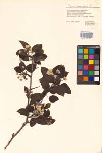Pyrus communis L., Eastern Europe, Lower Volga region (E9) (Russia)