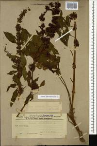 Rumex obtusifolius L., Caucasus, Azerbaijan (K6) (Azerbaijan)