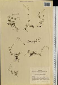 Ranunculus gmelinii DC., Siberia, Altai & Sayany Mountains (S2) (Russia)