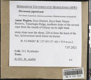 Dicranum japonicum Mitt., Bryophytes, Bryophytes - Russian Far East (excl. Chukotka & Kamchatka) (B20) (Russia)