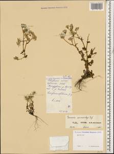 Senecio leucanthemifolius subsp. caucasicus (DC.) Greuter, Caucasus, Dagestan (K2) (Russia)