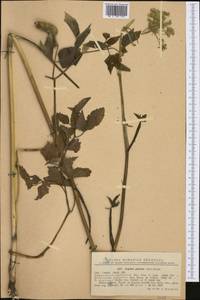 Ostericum palustre (Besser) Besser, Western Europe (EUR) (Romania)