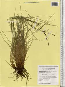 Carex nigra (L.) Reichard, Eastern Europe, Northern region (E1) (Russia)