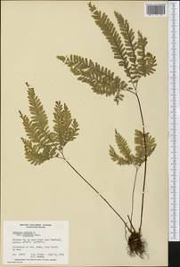 Adiantum pedatum L., America (AMER) (Canada)