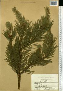 Pinus sylvestris L., Eastern Europe, Central region (E4) (Russia)