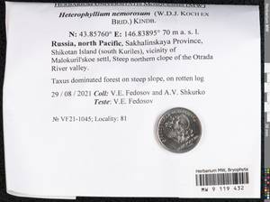 Heterophyllium nemorosum (W.D.J. Koch ex Brid.) Kindb., Bryophytes, Bryophytes - Russian Far East (excl. Chukotka & Kamchatka) (B20) (Russia)