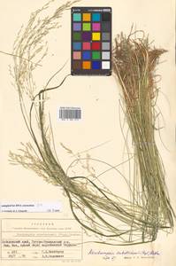 Deschampsia cespitosa subsp. cespitosa, Siberia, Russian Far East (S6) (Russia)