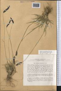 Hordeum brevisubulatum (Trin.) Link, Middle Asia, Pamir & Pamiro-Alai (M2) (Tajikistan)