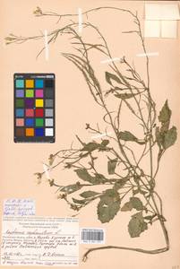 Raphanus raphanistrum L., Eastern Europe, Moscow region (E4a) (Russia)