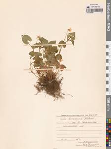 Viola kusanoana Makino, Siberia, Russian Far East (S6) (Russia)