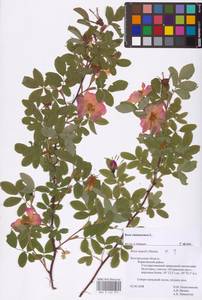 Rosa majalis Herrm., Eastern Europe, Central forest-and-steppe region (E6) (Russia)