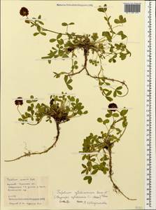 Trifolium badium subsp. rytidosemium (Boiss. & Hohen.) M.Hossain, Caucasus, Stavropol Krai, Karachay-Cherkessia & Kabardino-Balkaria (K1b) (Russia)