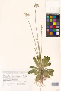 Primula longiscapa Ledeb., Middle Asia, Muyunkumy, Balkhash & Betpak-Dala (M9) (Kazakhstan)