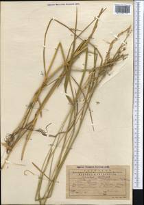 Calamagrostis pseudophragmites (Haller f.) Koeler, Middle Asia, Western Tian Shan & Karatau (M3) (Kazakhstan)