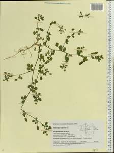 Medicago lupulina L., Eastern Europe, Central region (E4) (Russia)