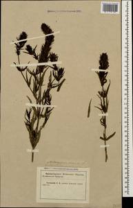 Melampyrum arvense L., Caucasus, Krasnodar Krai & Adygea (K1a) (Russia)
