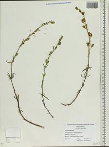 Silene tatarica (L.) Pers., Eastern Europe, Central forest region (E5) (Russia)