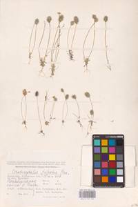 Ceratocephala falcata (L.) Cramer, Middle Asia, Caspian Ustyurt & Northern Aralia (M8) (Kazakhstan)