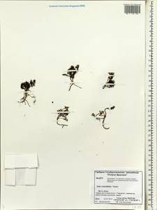 Salix rotundifolia, Siberia, Chukotka & Kamchatka (S7) (Russia)