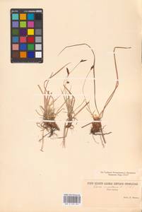 Carex montana L., Eastern Europe (no precise locality) (E0) (Russia)