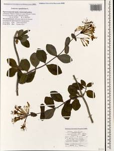 Lonicera caprifolium L., Caucasus, Black Sea Shore (from Novorossiysk to Adler) (K3) (Russia)
