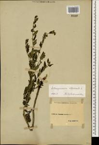 Lithospermum officinale L., Caucasus, Stavropol Krai, Karachay-Cherkessia & Kabardino-Balkaria (K1b) (Russia)
