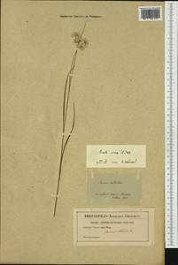 Luzula nivea (L.) DC., Western Europe (EUR) (Not classified)