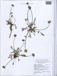 Lomatocarpa albomarginata (Schrenk) Pimenov & Lavrova, Middle Asia, Northern & Central Tian Shan (M4) (Kyrgyzstan)