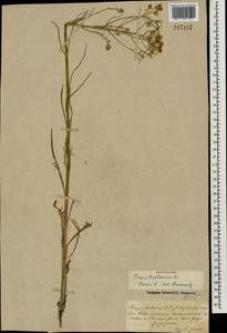 Crepis tectorum L., Eastern Europe, South Ukrainian region (E12) (Ukraine)