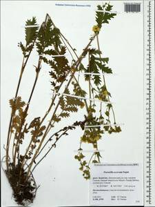 Potentilla tanacetifolia Willd. ex D. F. K. Schltdl., Siberia, Baikal & Transbaikal region (S4) (Russia)