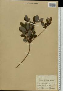 Salix starkeana Willd., Eastern Europe, Moscow region (E4a) (Russia)