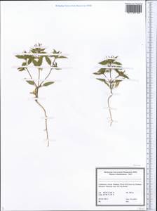 Lamiaceae, Middle Asia, Syr-Darian deserts & Kyzylkum (M7) (Uzbekistan)