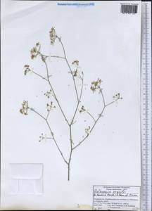 Galagania gracilis (Kamelin & Pimenov) Kamelin & Pimenov, Middle Asia, Pamir & Pamiro-Alai (M2) (Tajikistan)