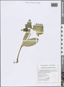 Echinocystis lobata (Michx.) Torr. & A. Gray, Eastern Europe, Middle Volga region (E8) (Russia)