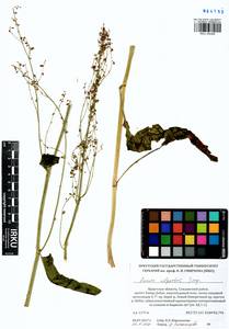 Rumex arifolius All., Siberia, Baikal & Transbaikal region (S4) (Russia)