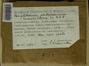Homalothecium philippeanum (Spruce) Schimp., Bryophytes, Bryophytes - North Caucasus & Ciscaucasia (B12) (Russia)
