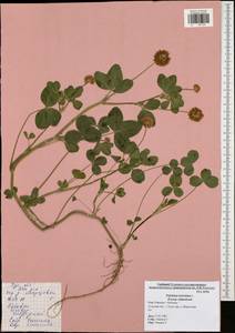 Trifolium hybridum L., Eastern Europe, Central region (E4) (Russia)