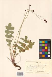 Sanguisorba officinalis L., Siberia, Russian Far East (S6) (Russia)