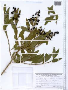 Ligustrum vulgare L., Eastern Europe, Belarus (E3a) (Belarus)