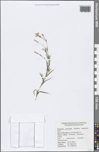 Dianthus campestris M. Bieb., Eastern Europe, Middle Volga region (E8) (Russia)