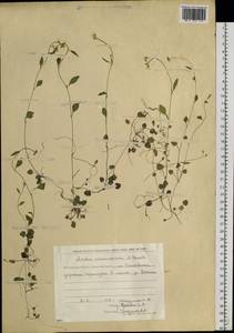 Arabidopsis halleri subsp. gemmifera (Matsum.) O'Kane & Al-Shehbaz, Siberia, Chukotka & Kamchatka (S7) (Russia)