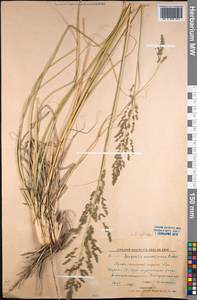 Eragrostis collina Trin., Middle Asia, Northern & Central Kazakhstan (M10) (Kazakhstan)