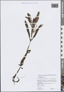 Potamogeton alpinus Balb., Siberia, Baikal & Transbaikal region (S4) (Russia)