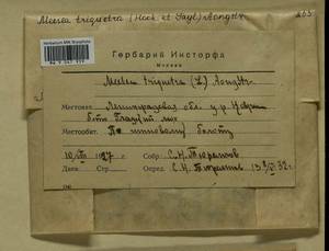 Meesia triquetra (L. ex Jolycl.) Ångstr., Bryophytes, Bryophytes - Karelia, Leningrad & Murmansk Oblasts (B4) (Russia)