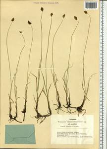 Carex enervis C.A.Mey., Siberia, Altai & Sayany Mountains (S2) (Russia)