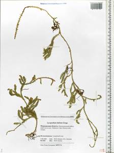 Spinulum annotinum subsp. alpestre (Hartm.) Uotila, Eastern Europe, Northern region (E1) (Russia)