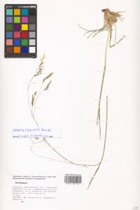 Avenella flexuosa (L.) Drejer, Middle Asia, Northern & Central Tian Shan (M4) (Kazakhstan)